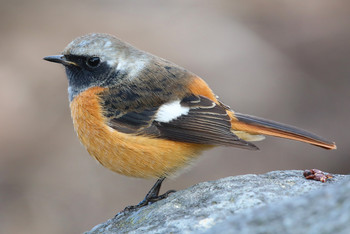 Daurian Redstart 東京都多摩地域 Sat, 1/26/2019