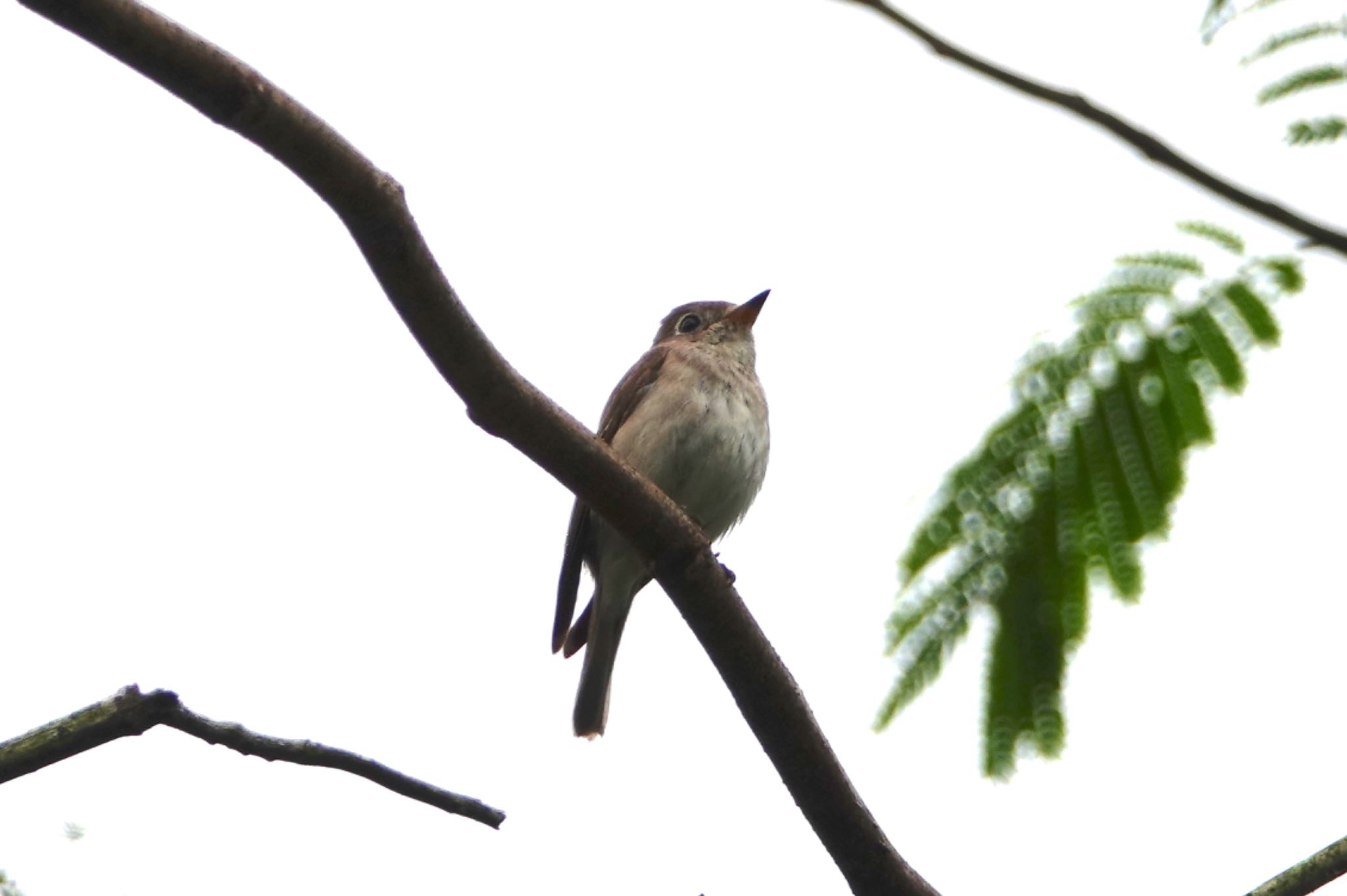 Photo of Asian Brown Flycatcher at Singapore Botanic Gardens by のどか