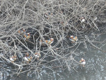 2019年2月2日(土) 奈良山公園の野鳥観察記録