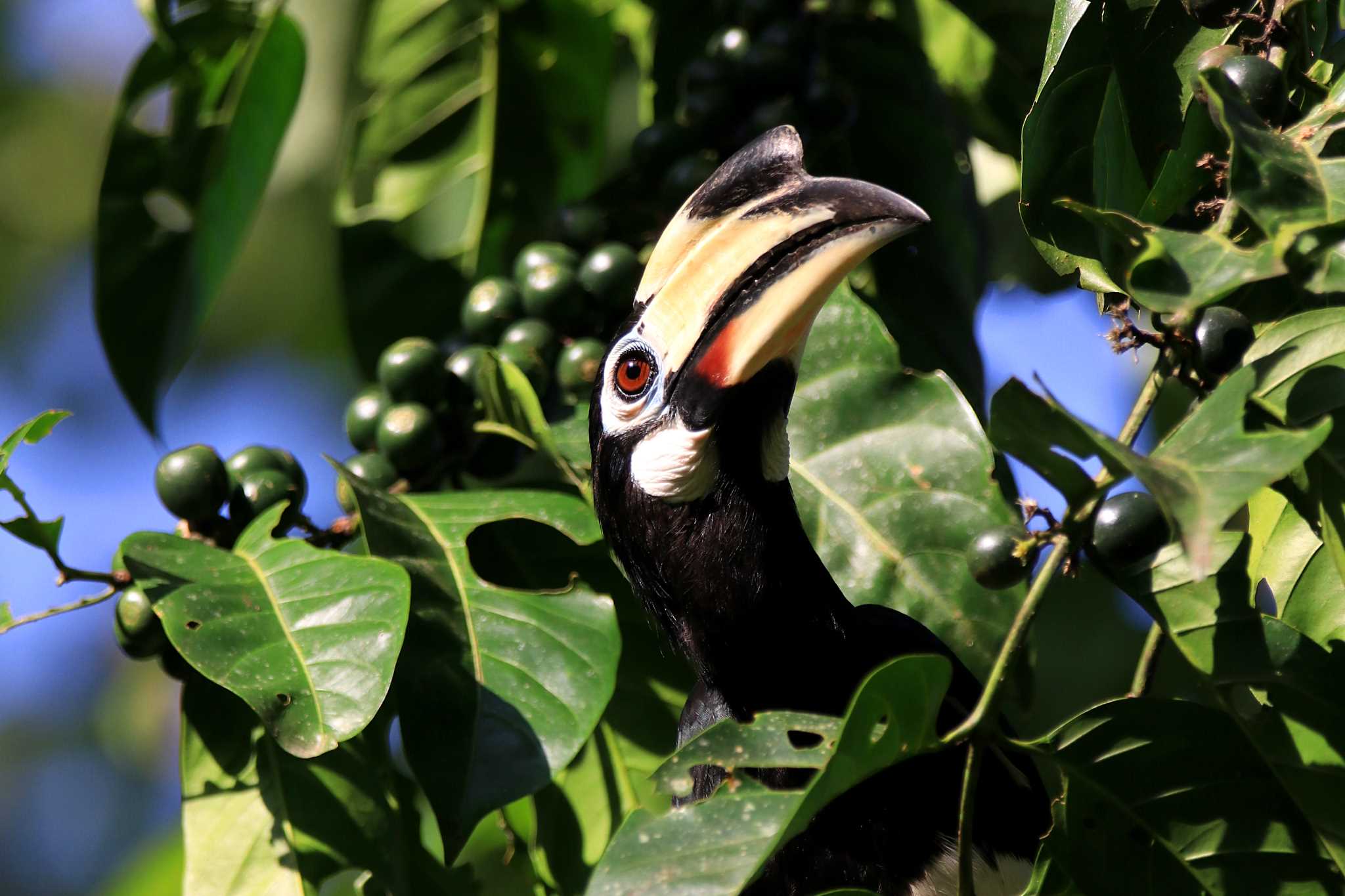 Oriental Pied Hornbill