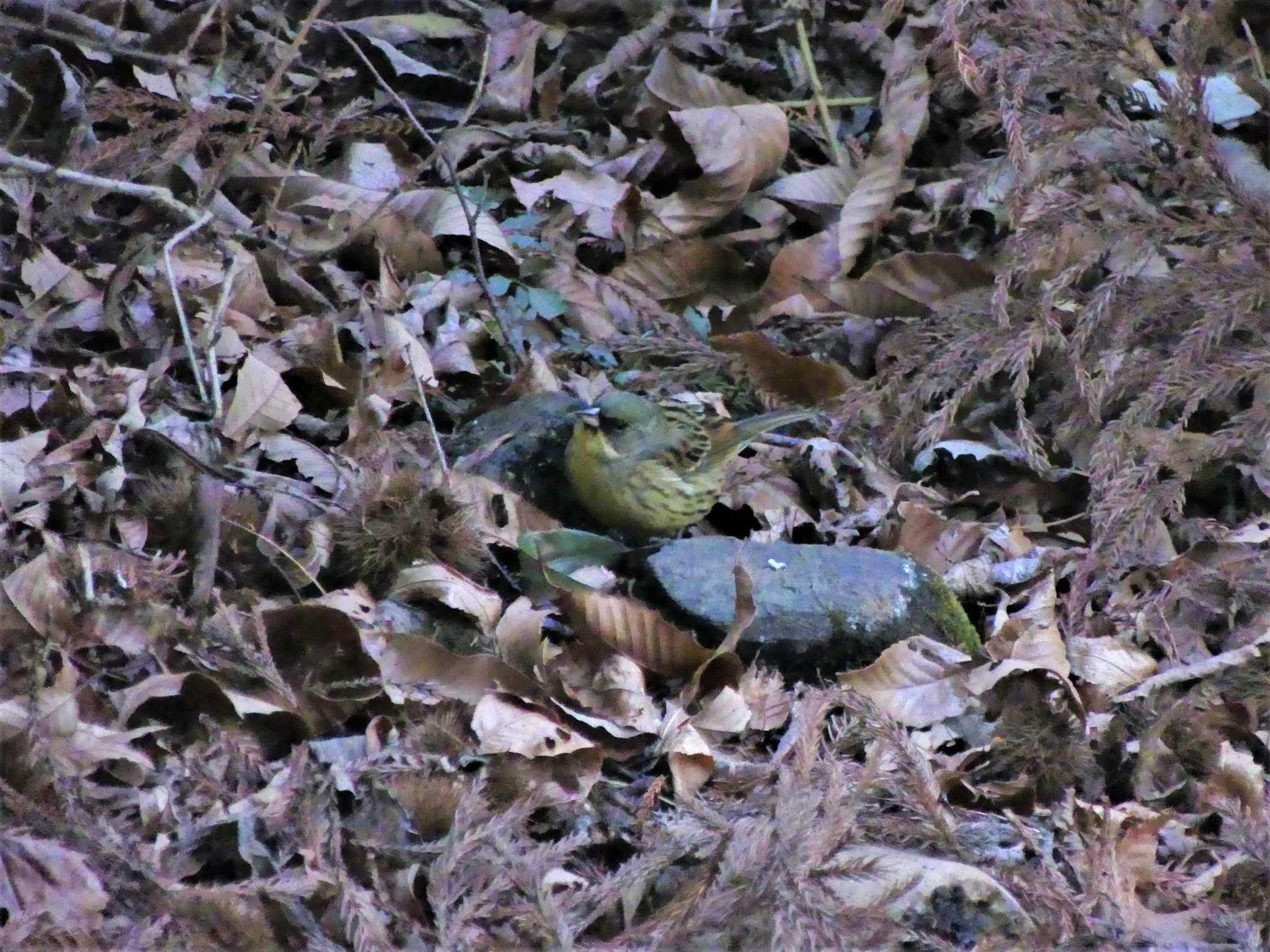 Photo of Masked Bunting at 七つ洞公園 by 栗もなか