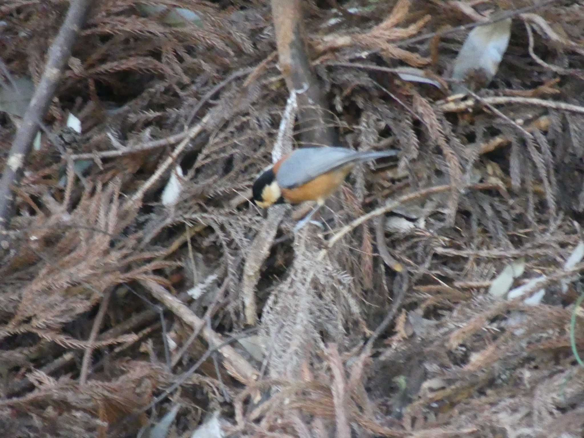 Photo of Varied Tit at 七つ洞公園 by 栗もなか