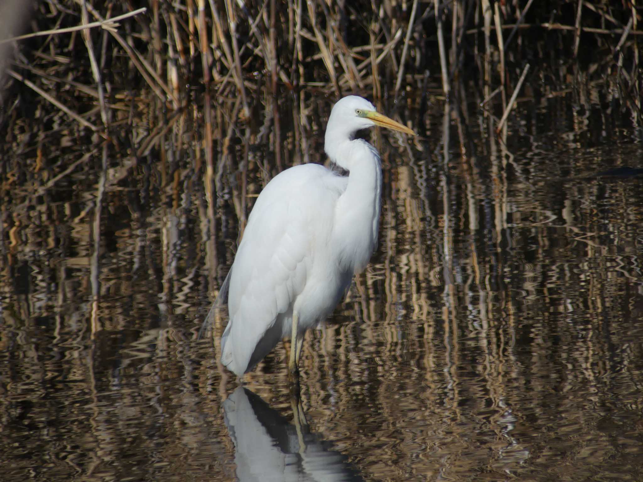 Photo of Great Egret at 七つ洞公園 by 栗もなか