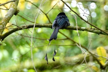 カザリオウチュウ シンガポール植物園 2019年1月25日(金)