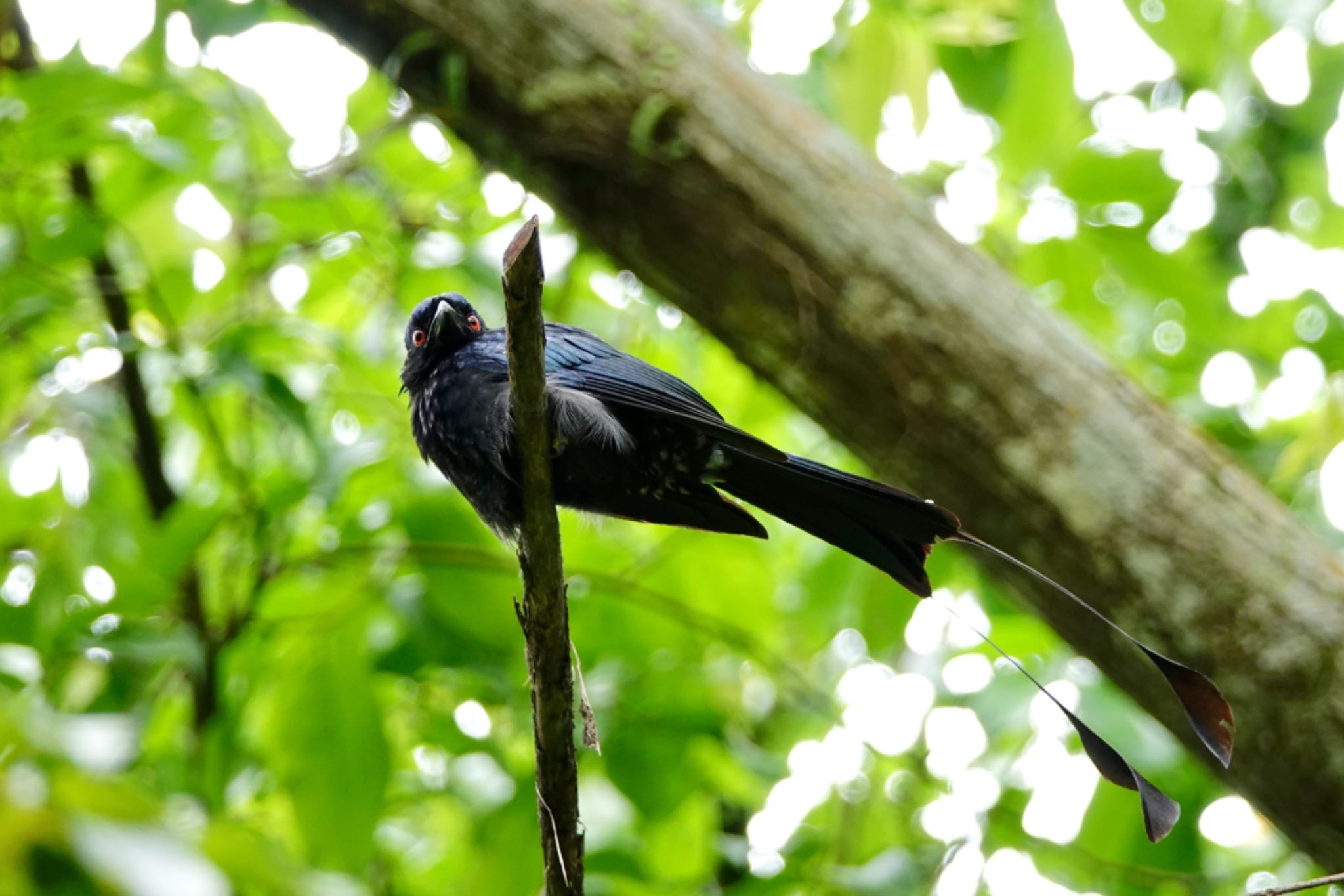 Greater Racket-tailed Drongo