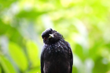 カザリオウチュウ シンガポール植物園 2019年1月25日(金)