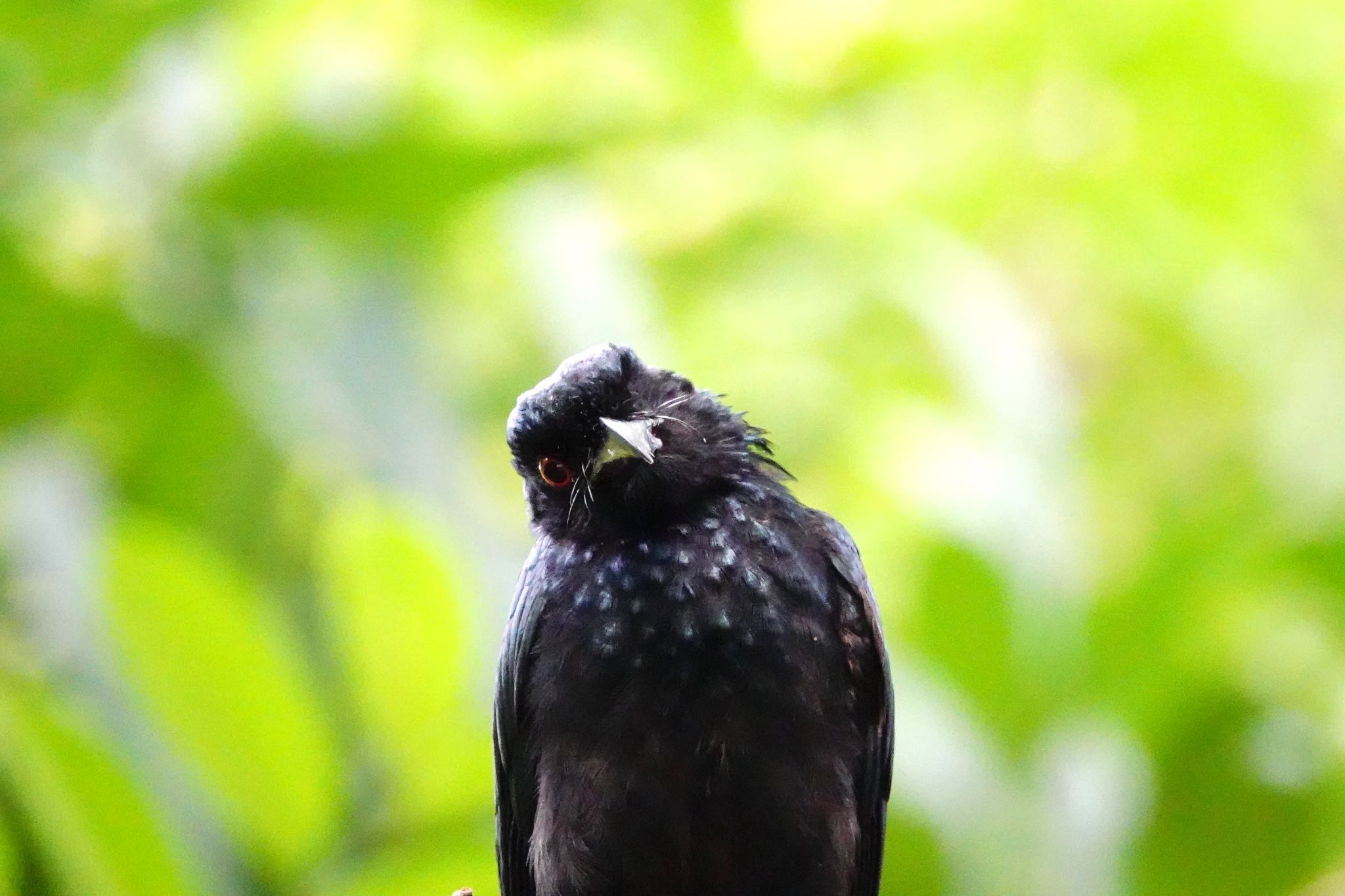 Greater Racket-tailed Drongo