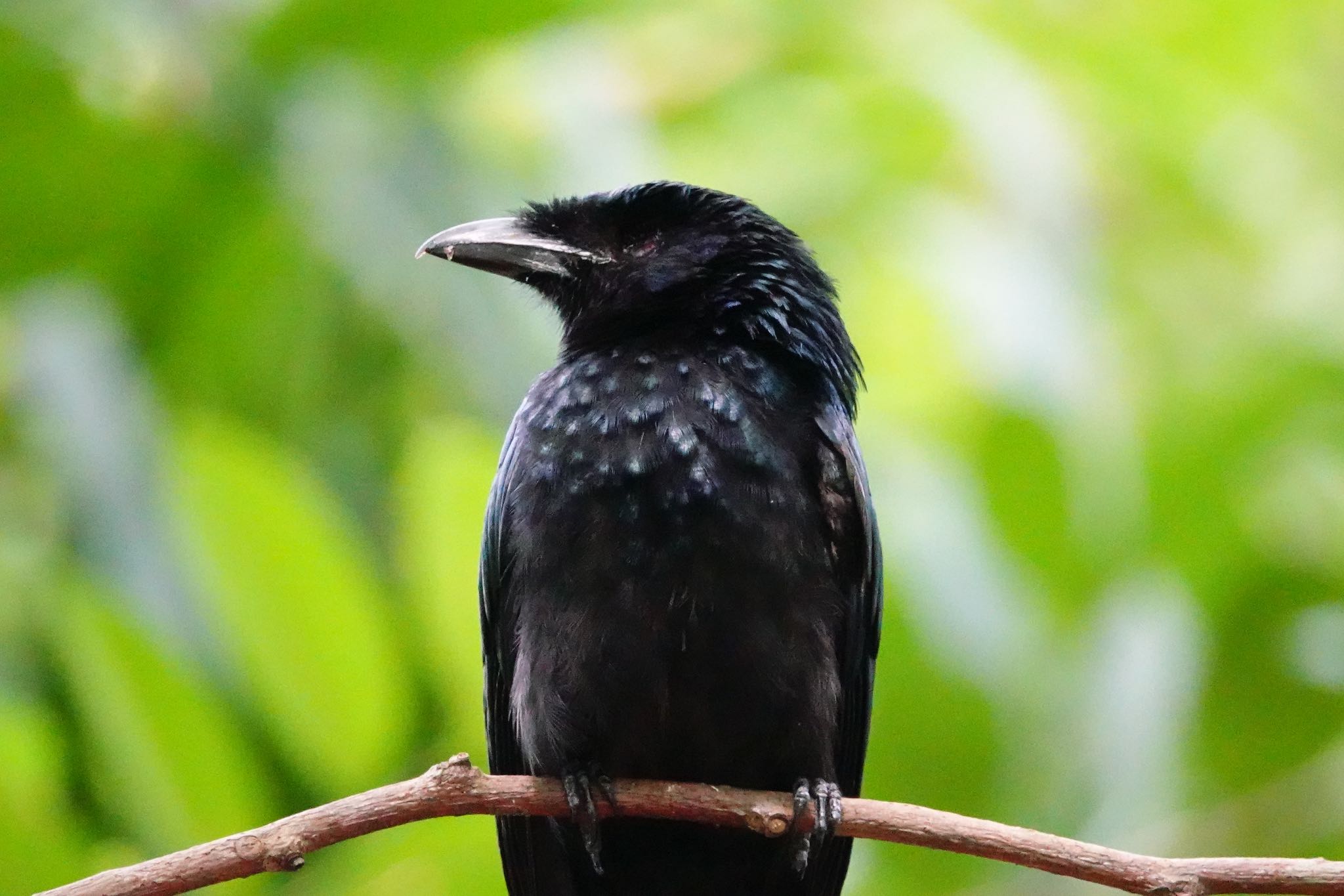 Greater Racket-tailed Drongo