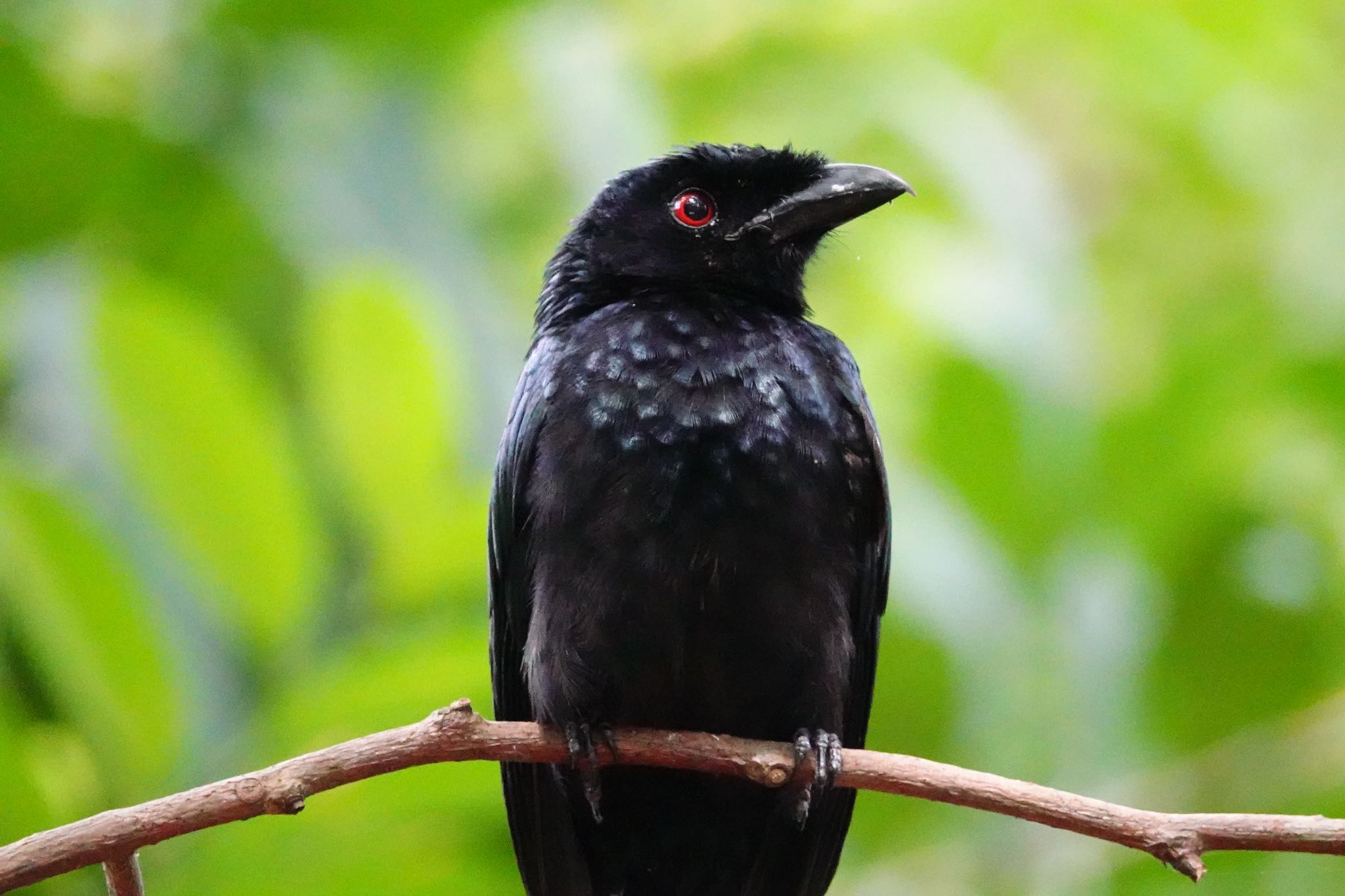 Photo of Greater Racket-tailed Drongo at Singapore Botanic Gardens by のどか