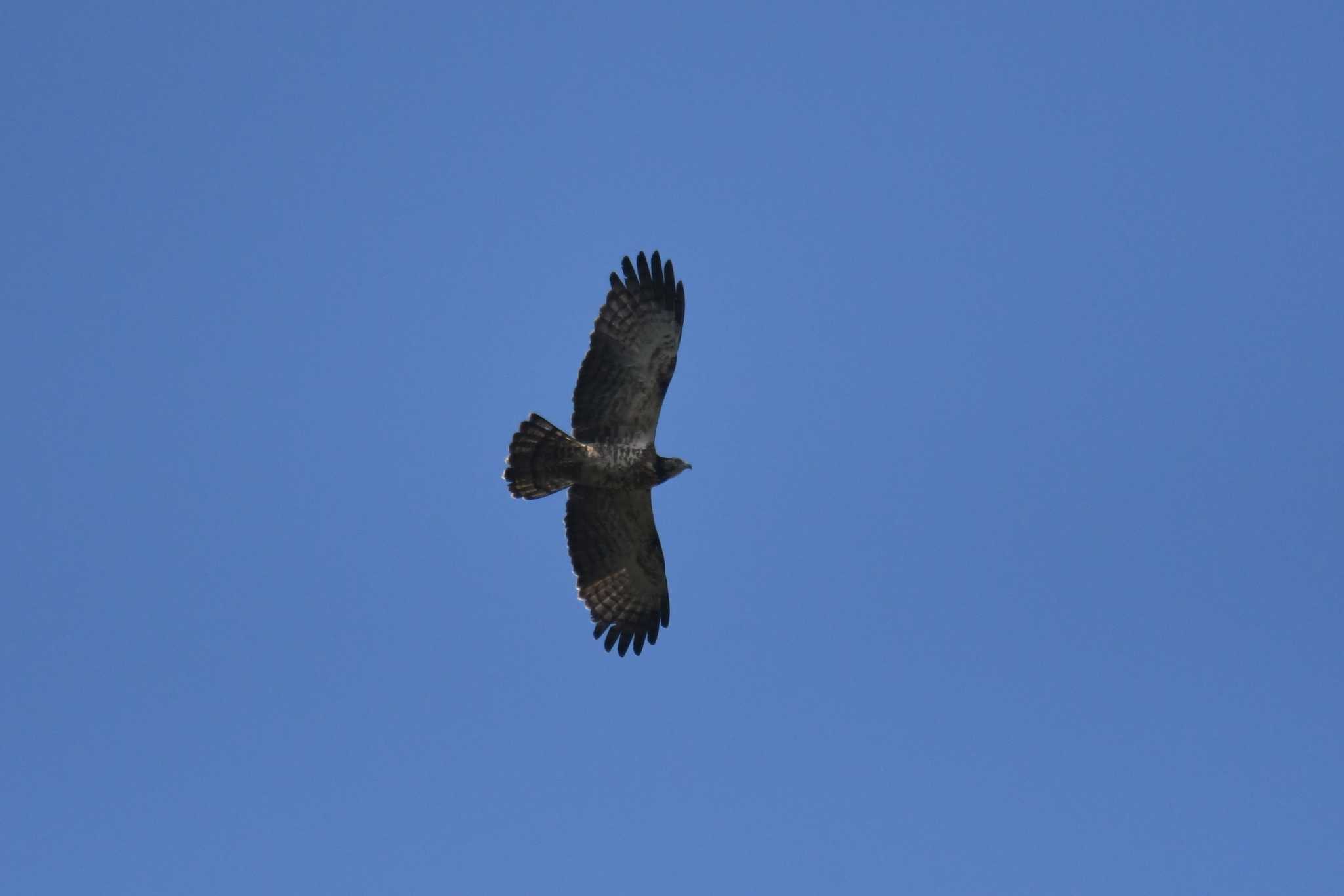 Photo of Crested Honey Buzzard at 大雪山国家森林遊楽区 by あひる