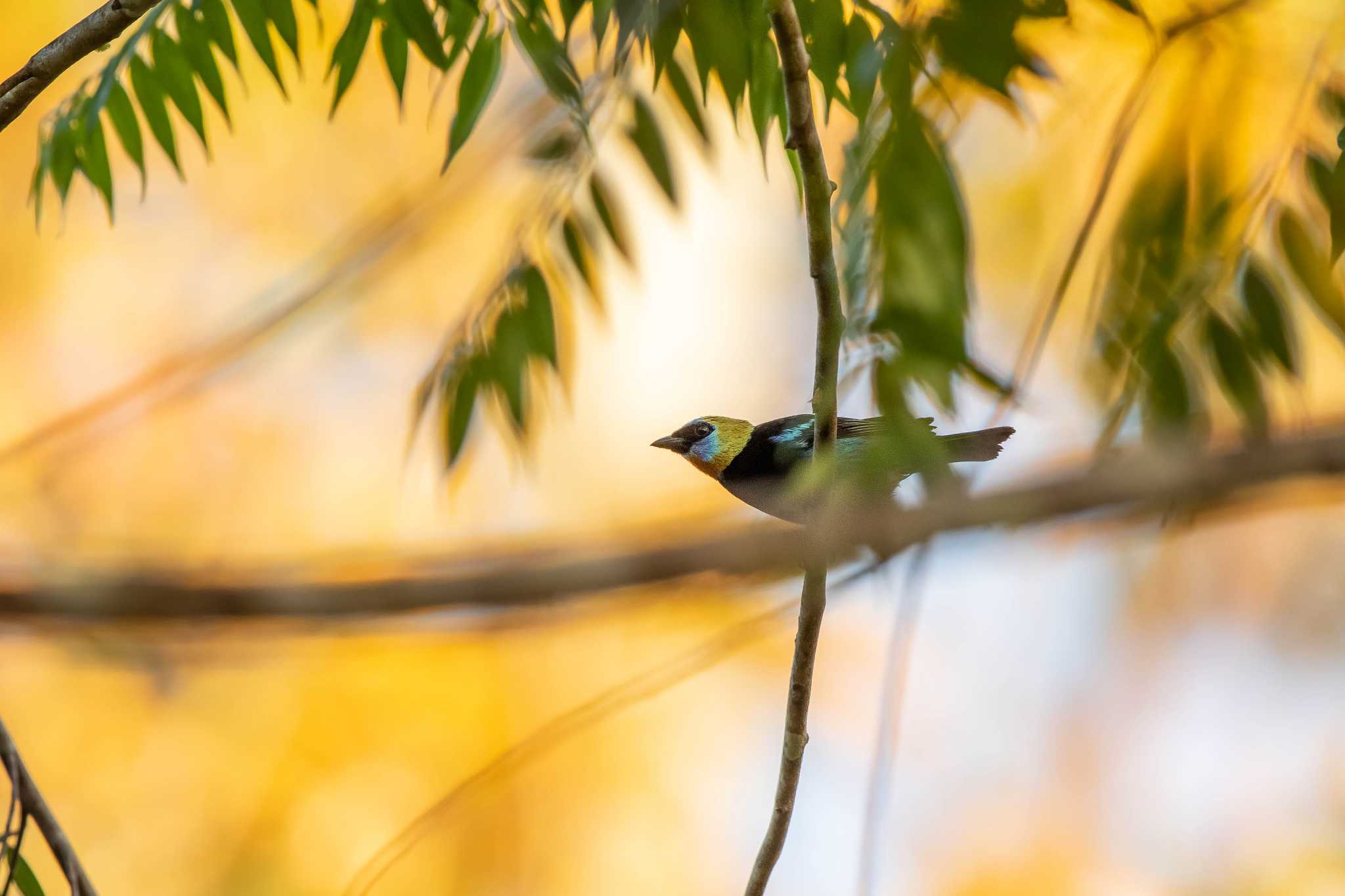 Photo of Golden-hooded Tanager at Pipeline Road(Gamboa) by Trio