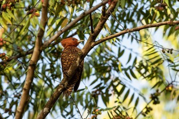 Cinnamon Woodpecker Pipeline Road(Gamboa) Wed, 1/2/2019