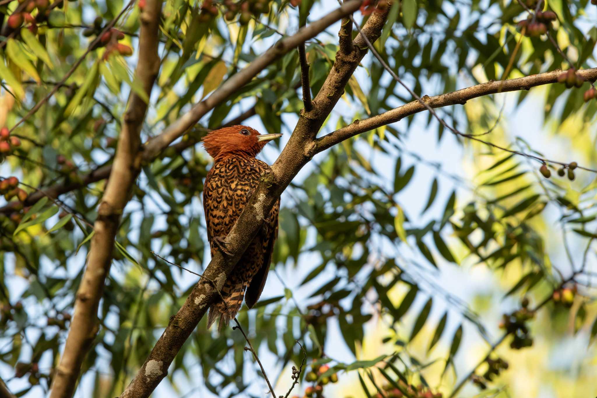 Photo of Cinnamon Woodpecker at Pipeline Road(Gamboa) by Trio