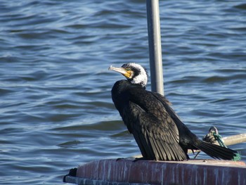 カワウ 千波湖公園 2019年1月14日(月)