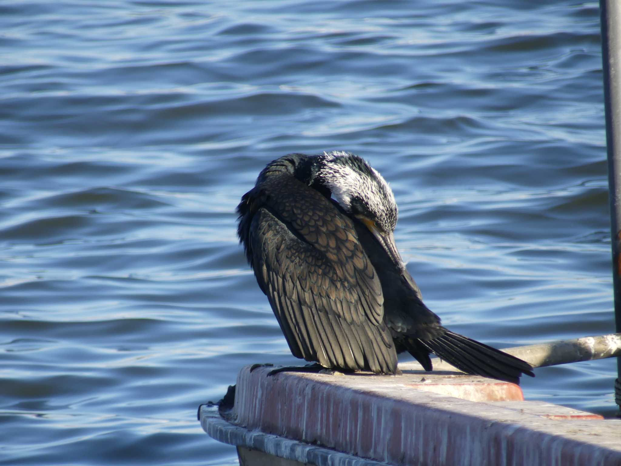 千波湖公園 カワウの写真 by 栗もなか