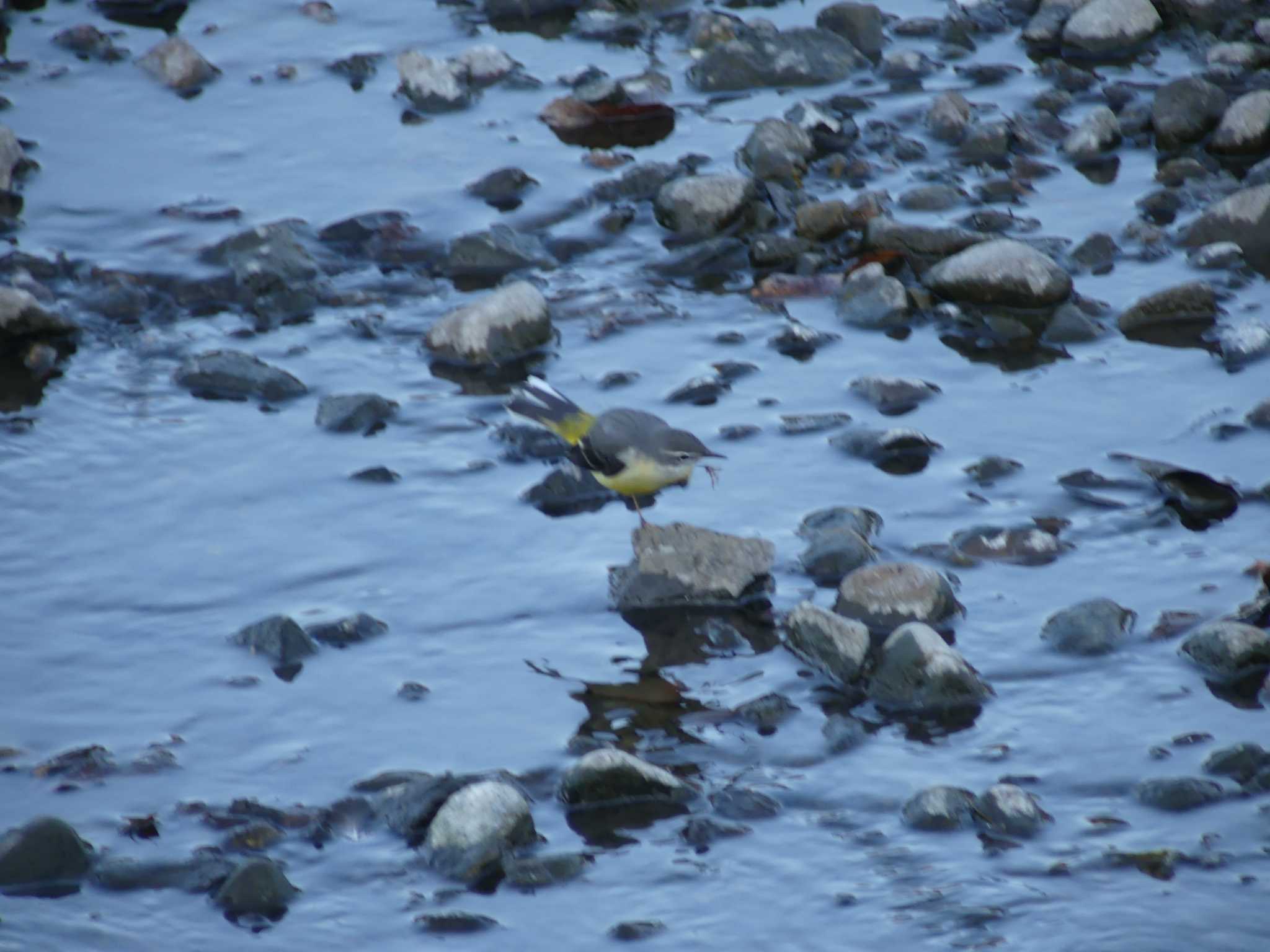 Grey Wagtail