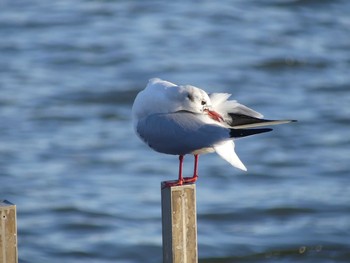 2019年1月14日(月) 千波湖公園の野鳥観察記録