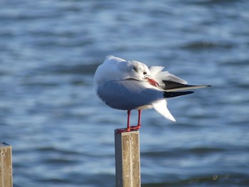 ユリカモメ 千波湖公園 2019年1月14日(月)