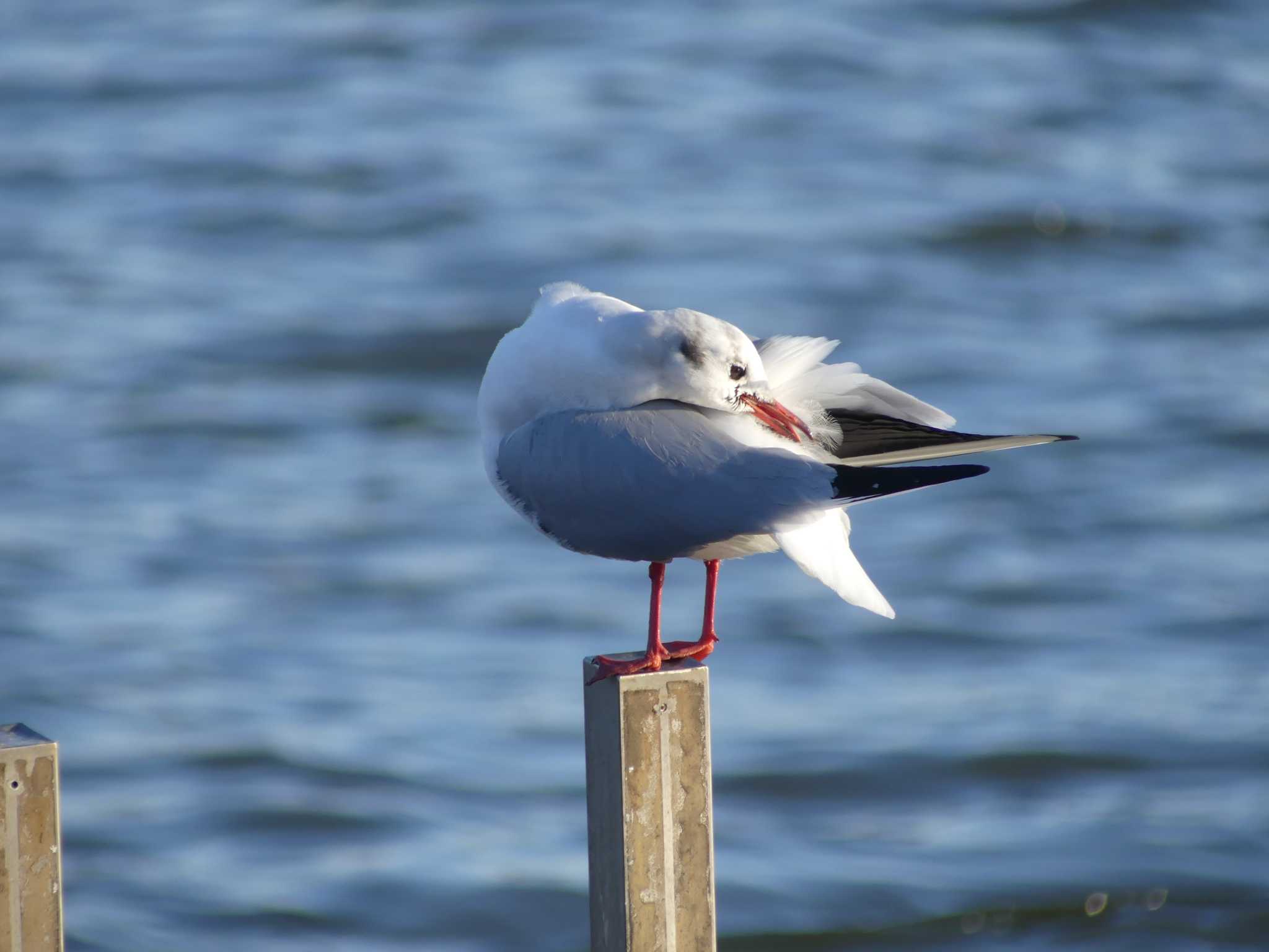 ユリカモメ