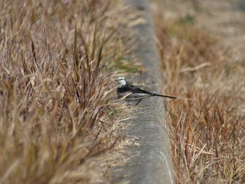 Sun, 1/20/2019 Birding report at 東海村豊岡