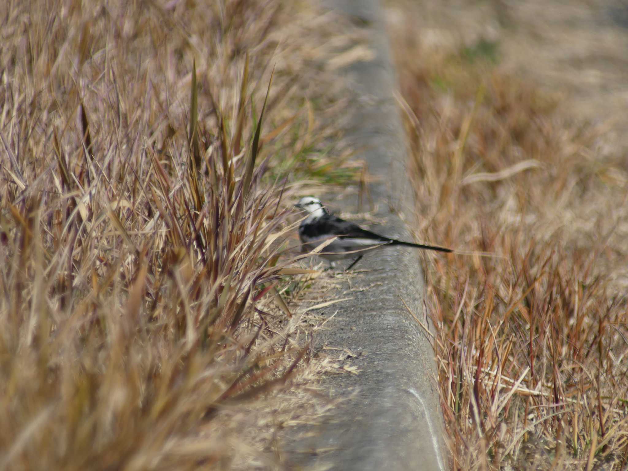 Photo of Japanese Wagtail at 東海村豊岡 by 栗もなか