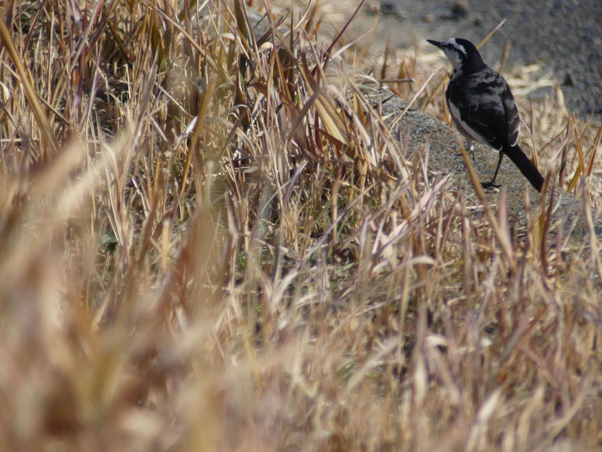 Photo of Japanese Wagtail at 東海村豊岡 by 栗もなか