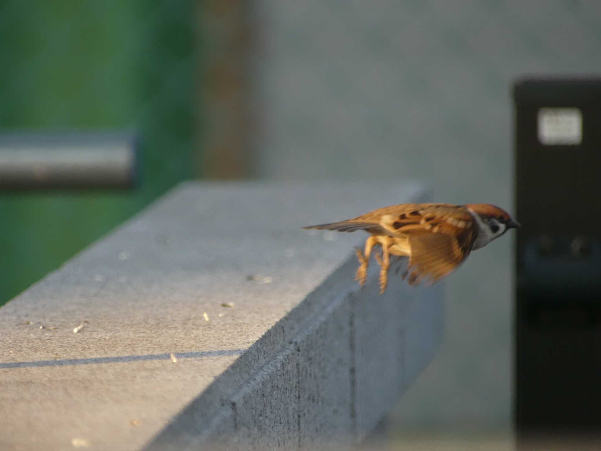 水戸市元吉田 スズメの写真 by 栗もなか