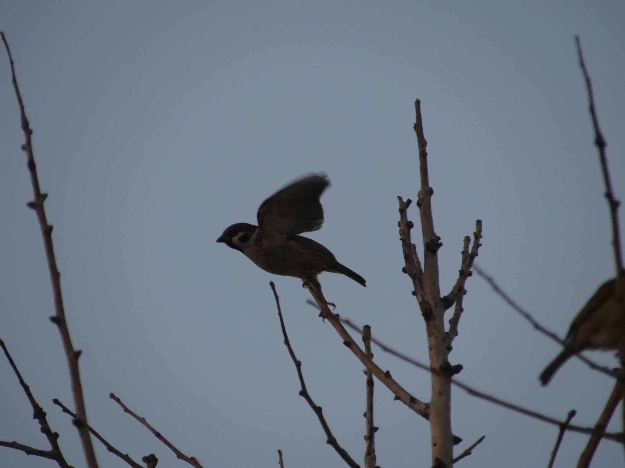 Eurasian Tree Sparrow