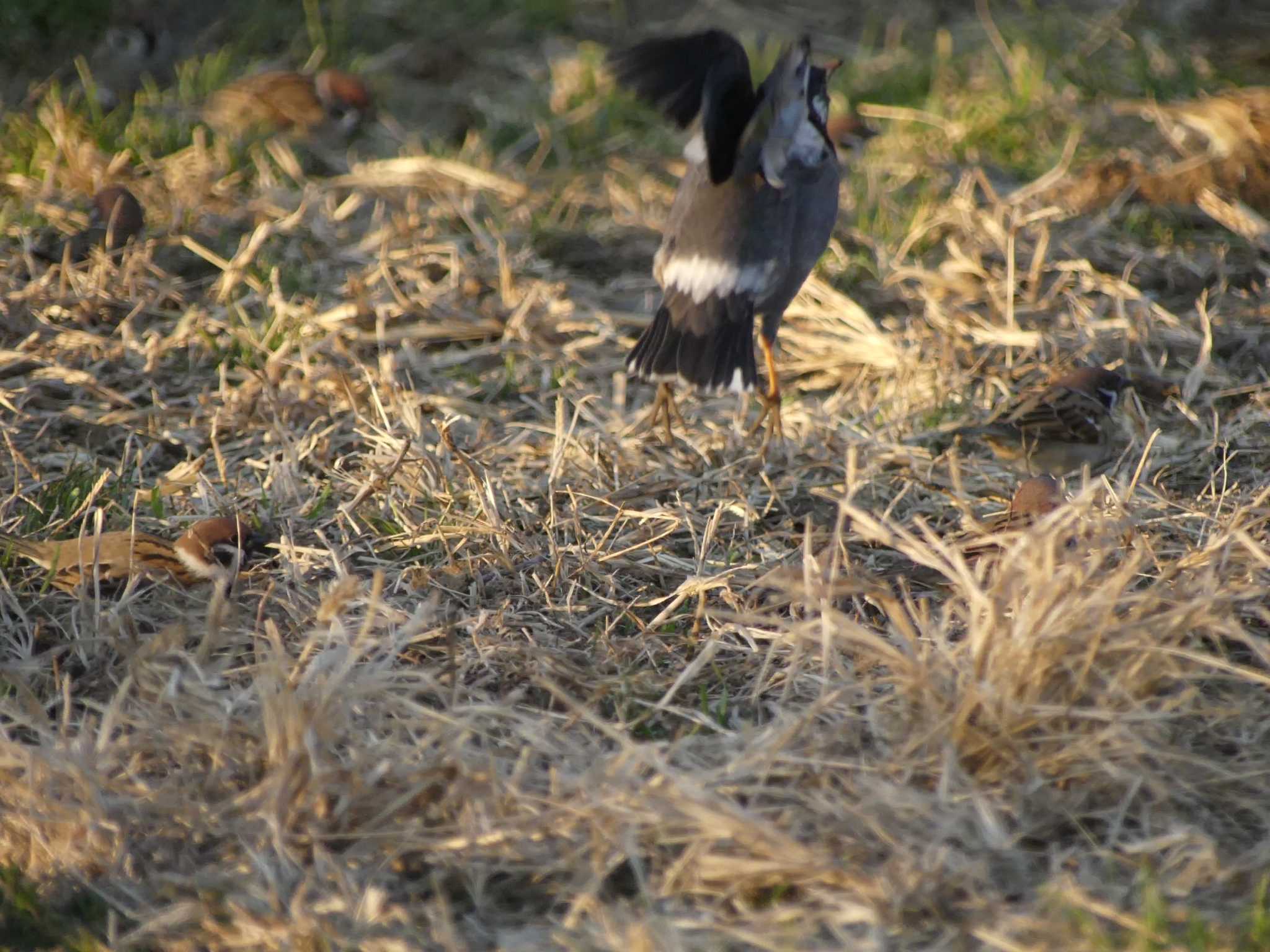 White-cheeked Starling