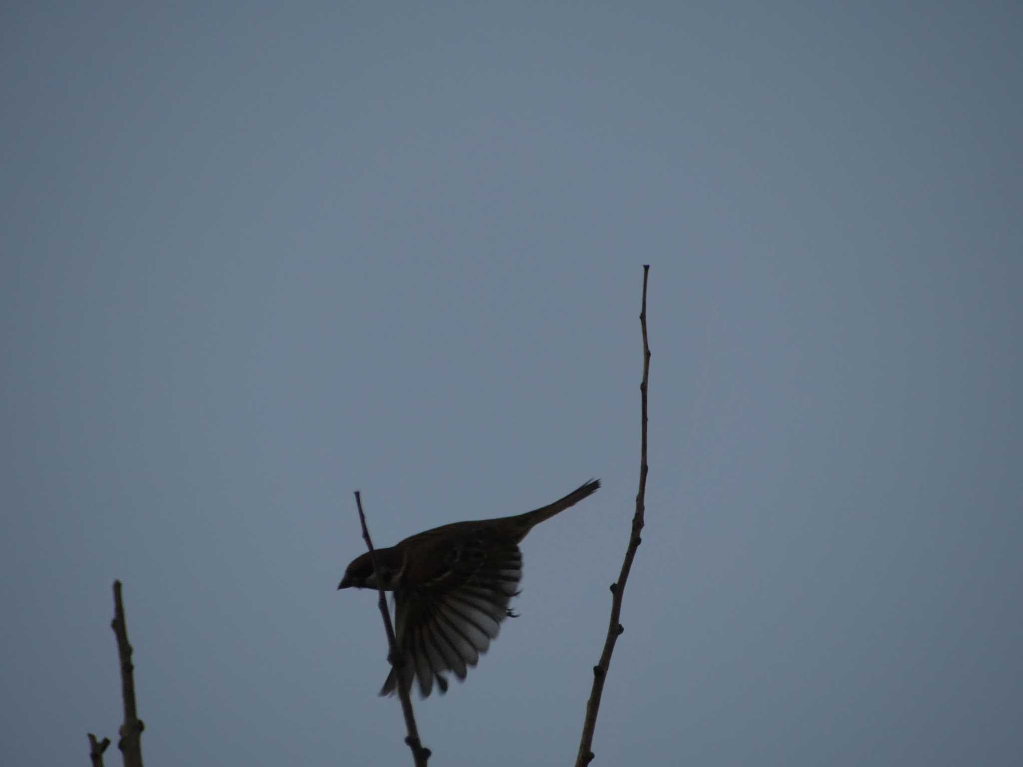 Eurasian Tree Sparrow