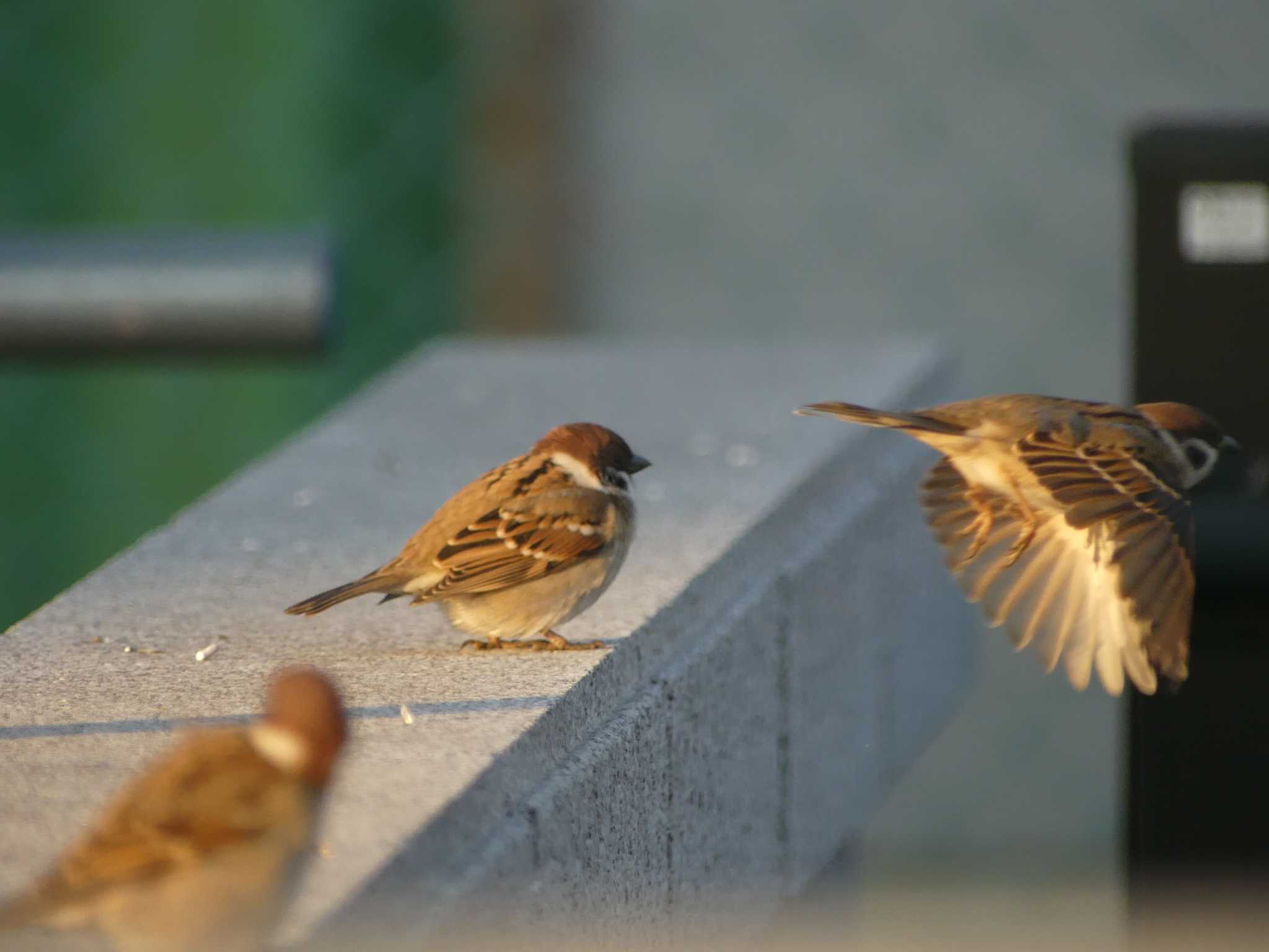 Eurasian Tree Sparrow