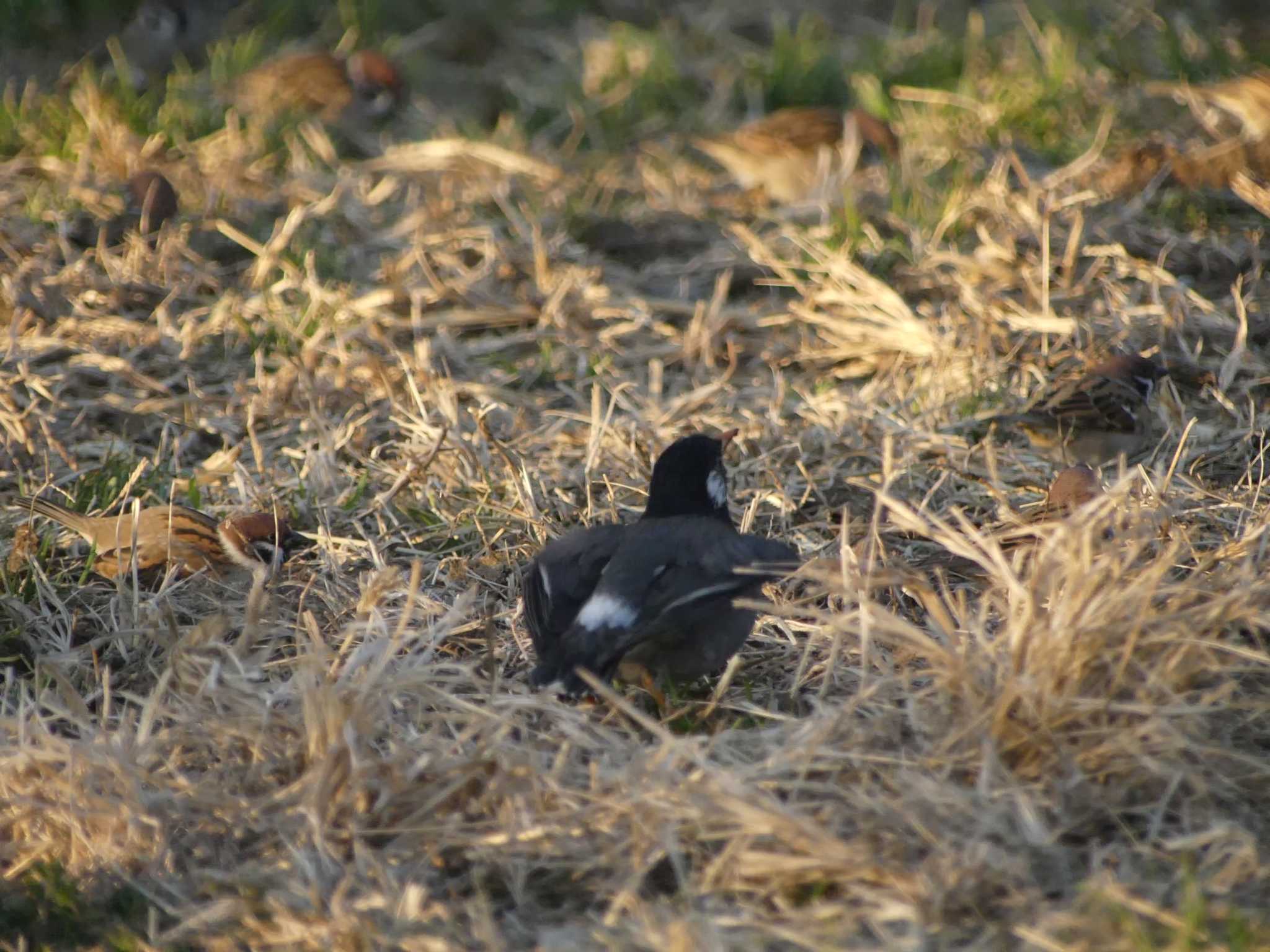 White-cheeked Starling