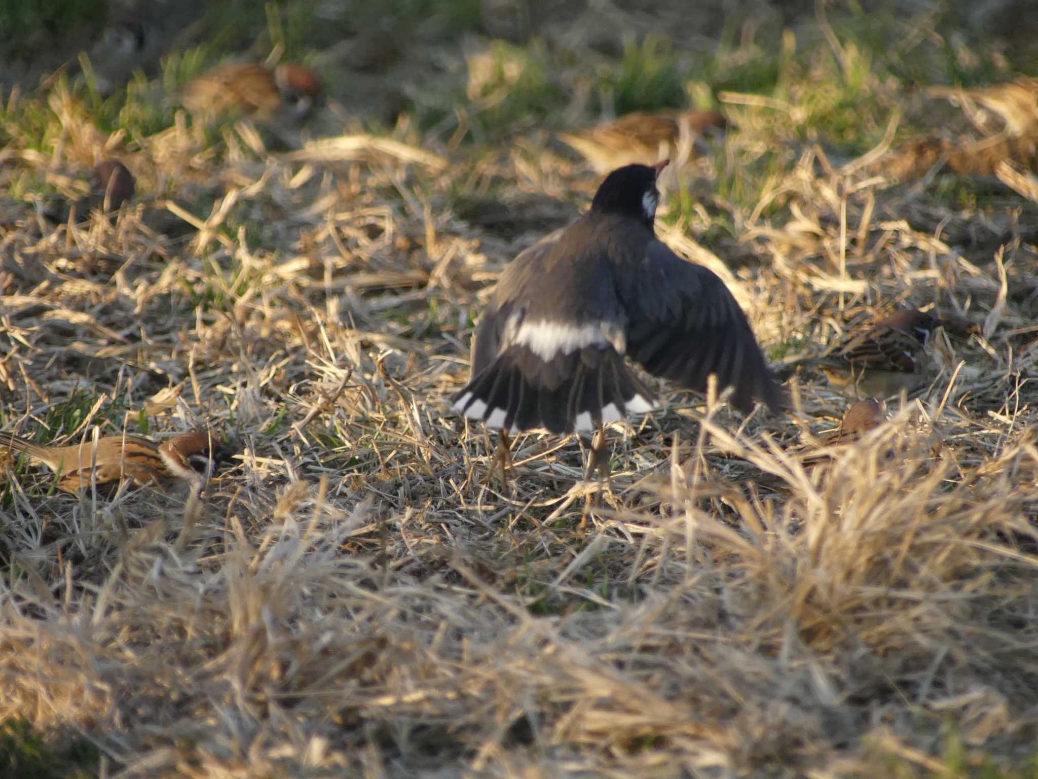 White-cheeked Starling