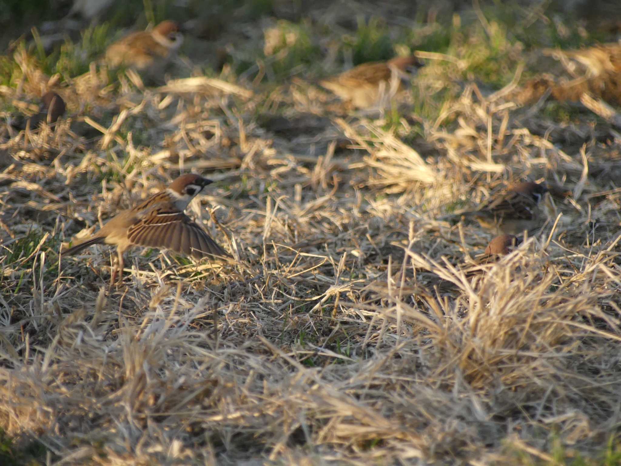 Eurasian Tree Sparrow