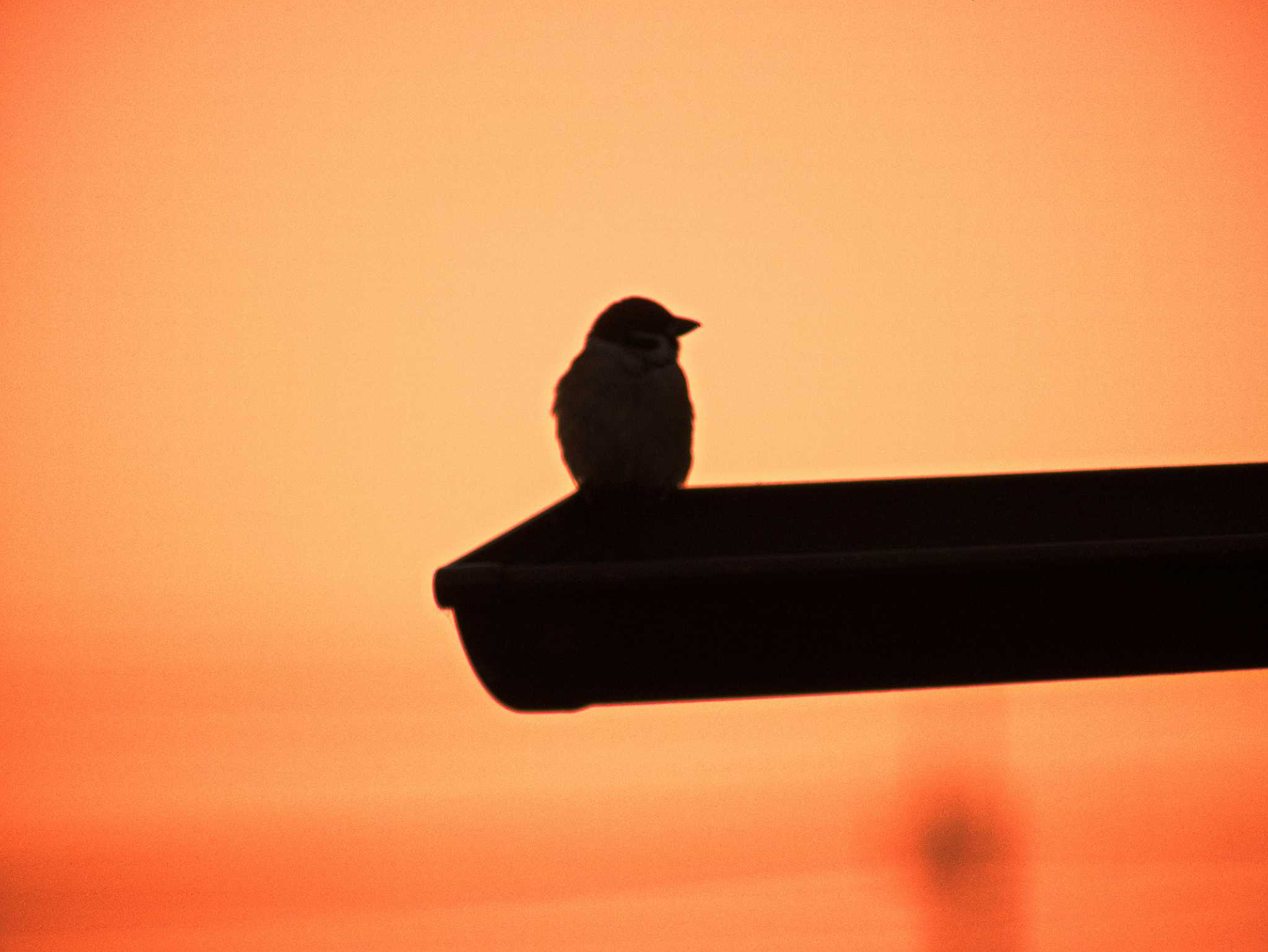 Eurasian Tree Sparrow