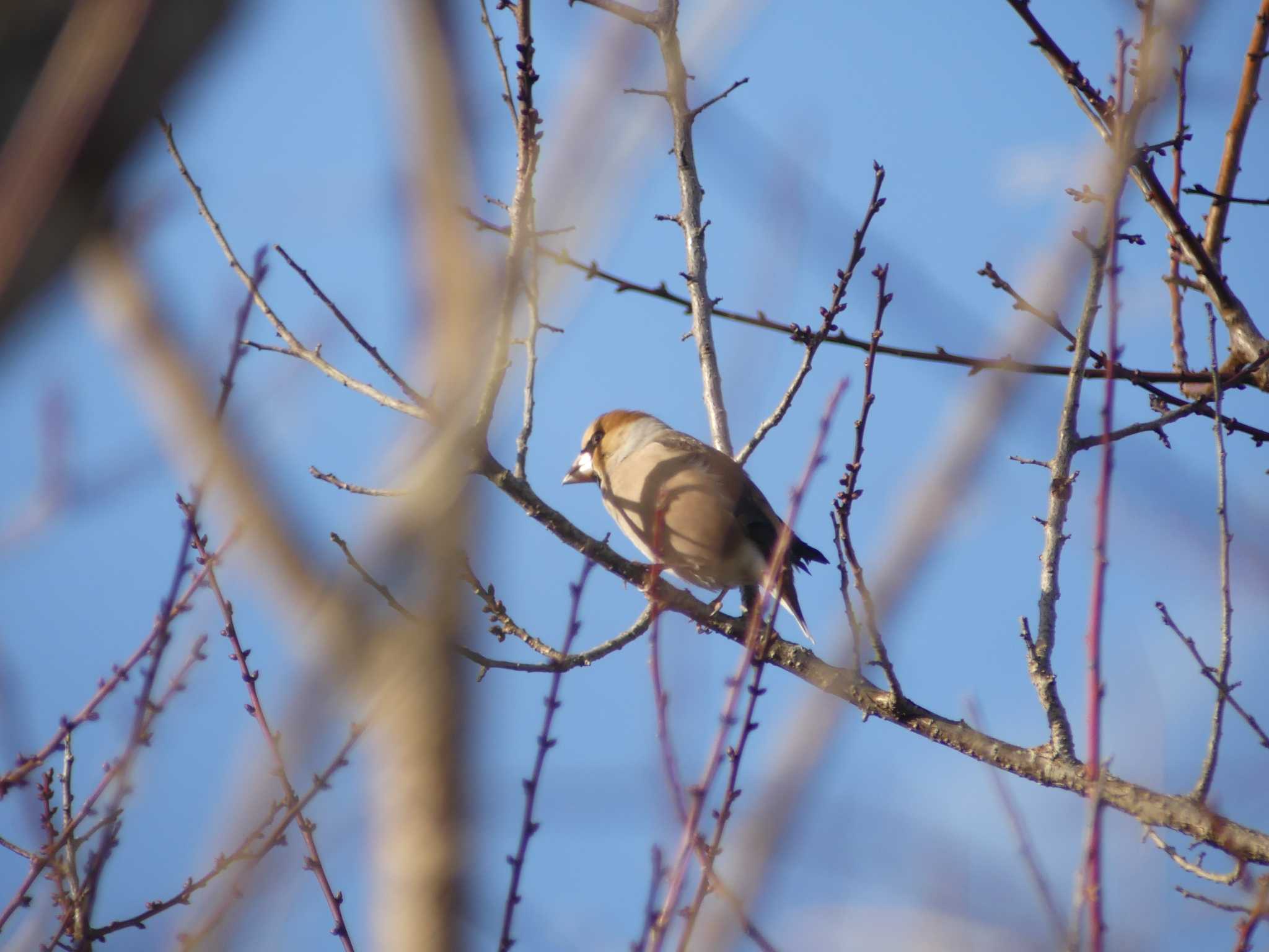 Photo of Hawfinch at 偕楽園 by 栗もなか