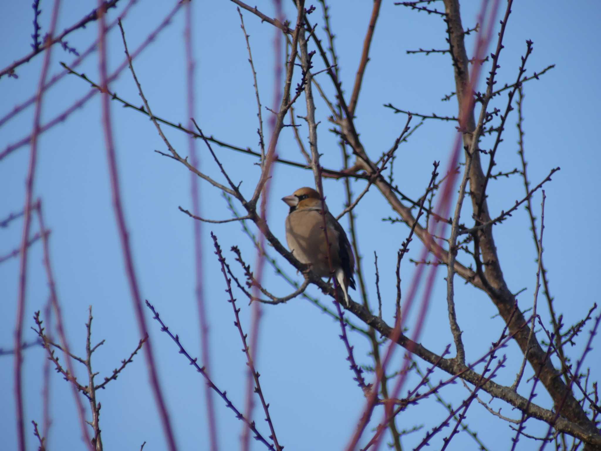 Photo of Hawfinch at 偕楽園 by 栗もなか