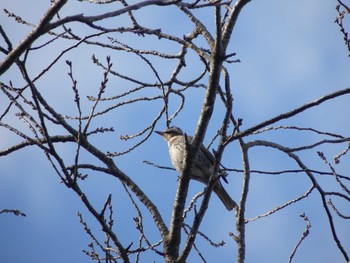 Dusky Thrush 偕楽園 Mon, 1/14/2019