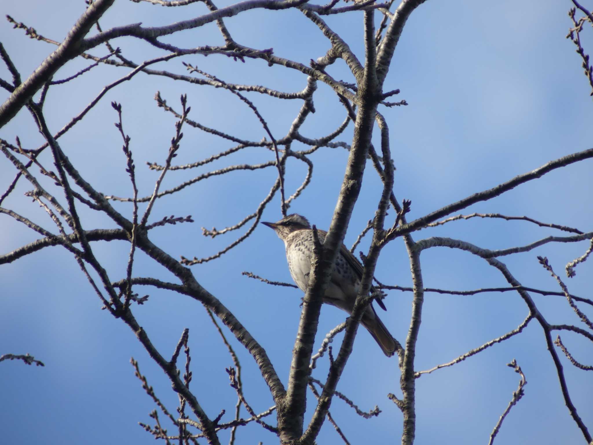 Dusky Thrush