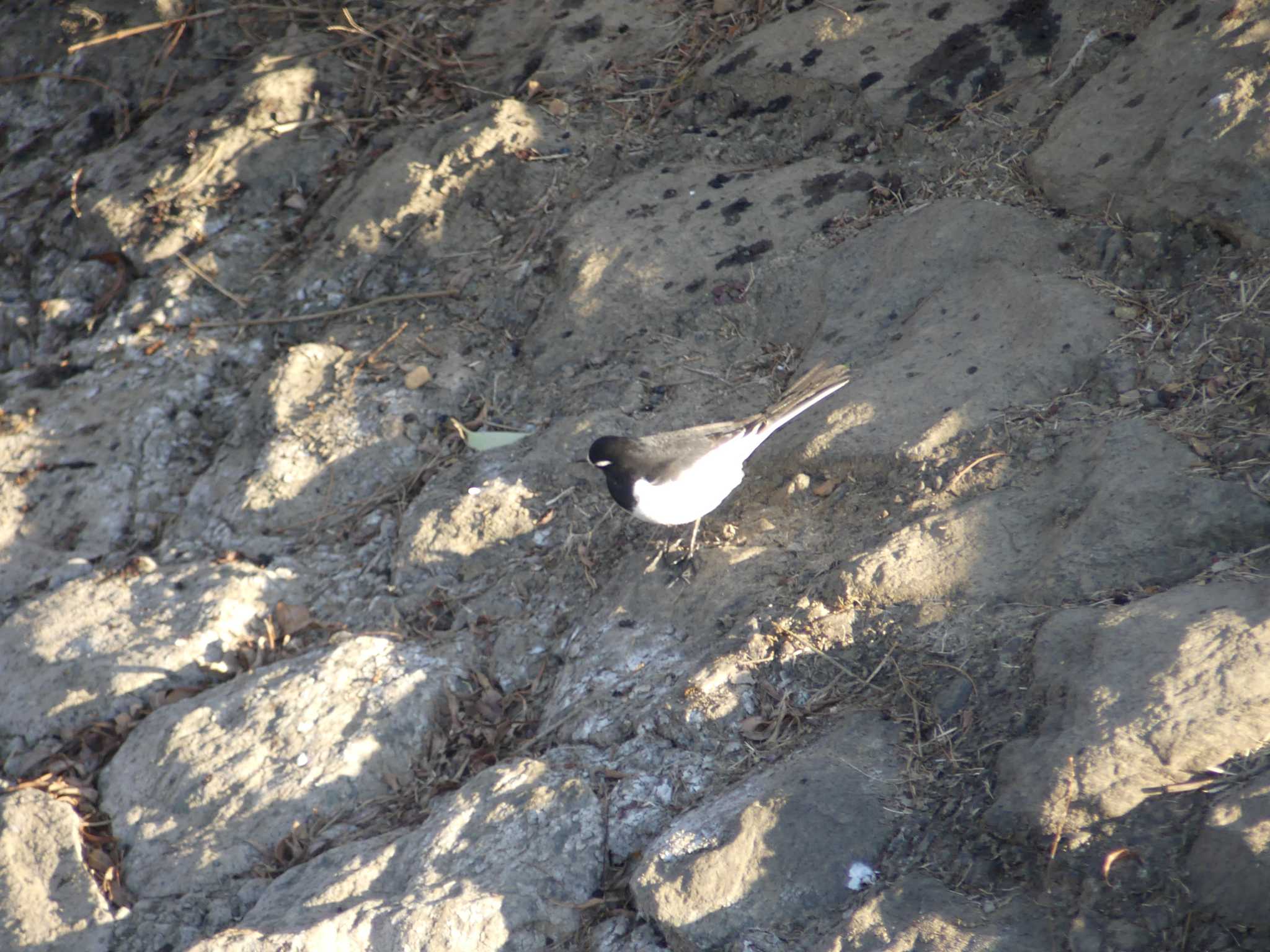 Photo of Wagtail at 偕楽園 by 栗もなか