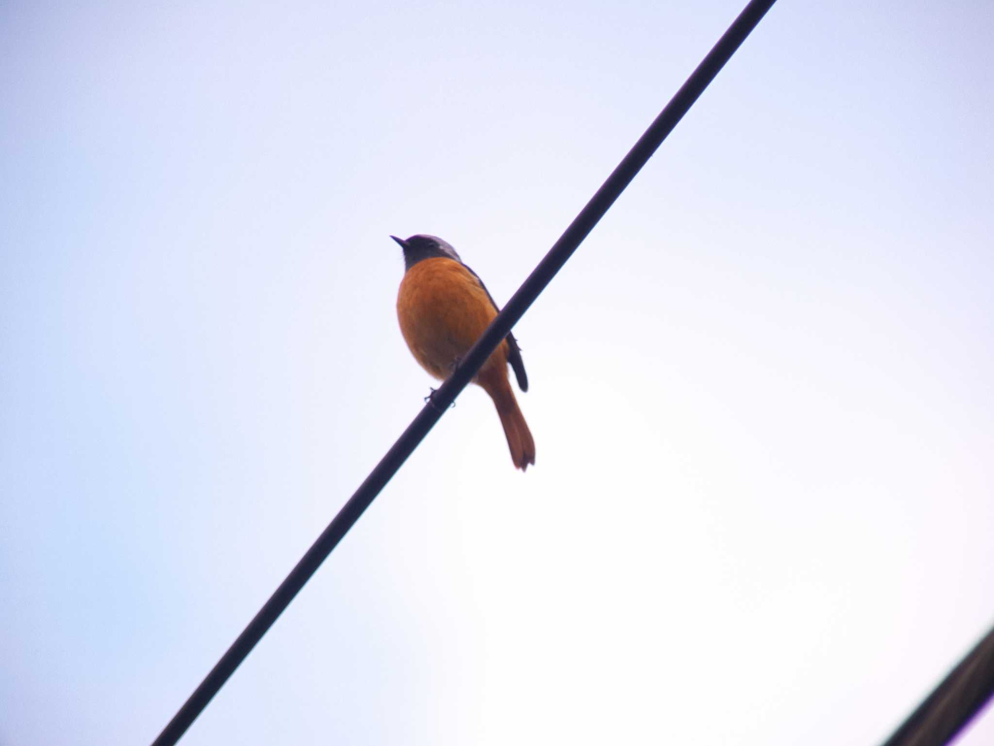 Photo of Daurian Redstart at 八幡パーキング by 栗もなか