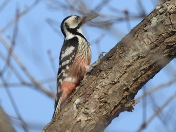 エゾオオアカゲラ 西岡公園(西岡水源地) 2019年2月3日(日)