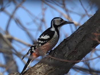 エゾオオアカゲラ 西岡公園(西岡水源地) 2019年2月3日(日)