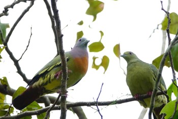 コアオバト シンガポール植物園 2019年1月25日(金)