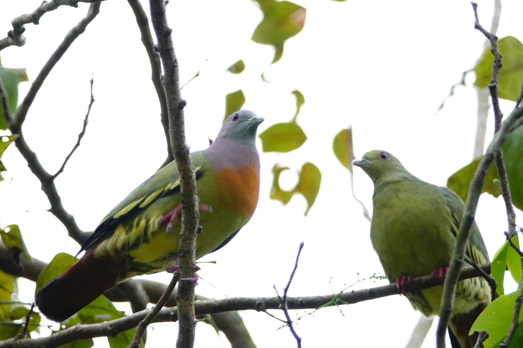 Pink-necked Green Pigeon