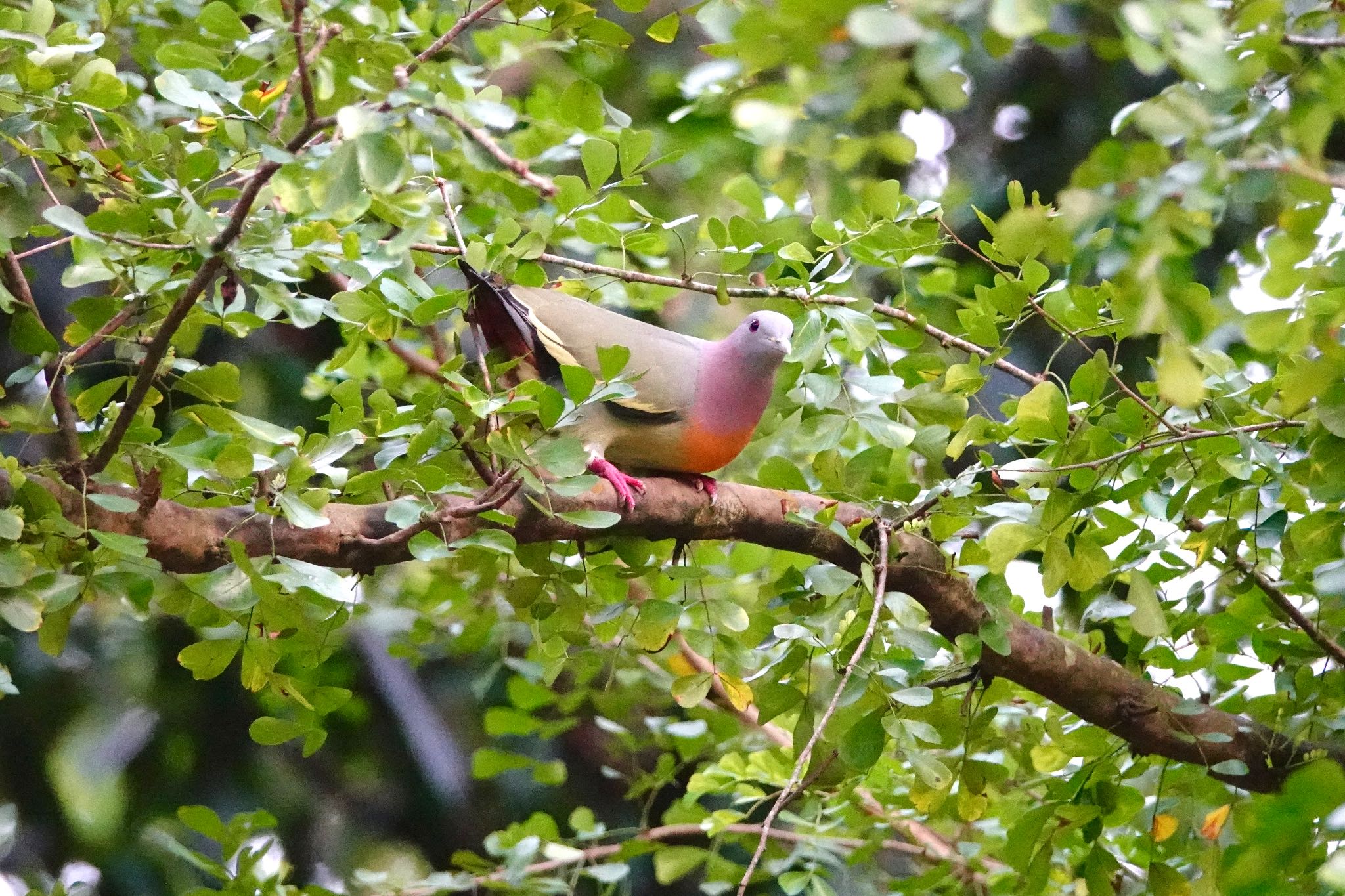 Photo of Pink-necked Green Pigeon at Singapore Botanic Gardens by のどか