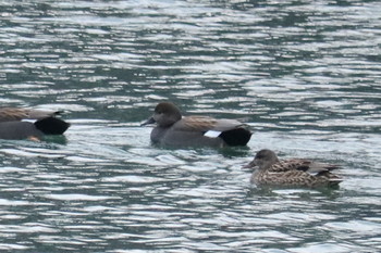 2019年2月3日(日) 紫川の野鳥観察記録