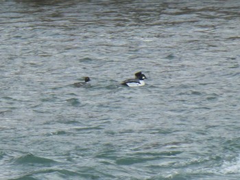 2019年2月1日(金) 南郷洗堰(瀬田川洗堰)の野鳥観察記録