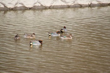 コガモ 埼玉県　某調整池 2019年2月3日(日)