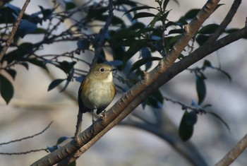 ルリビタキ 兵庫県西宮市 2019年2月2日(土)